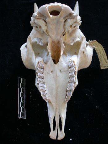 Media type: image;   Mammalogy 25354